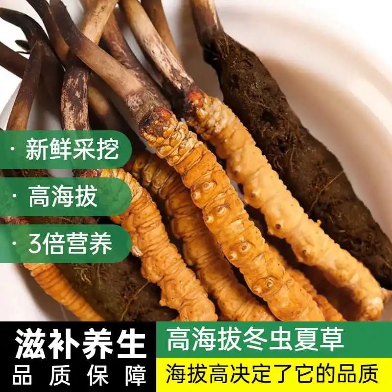 “軟黃金”冬蟲夏草今年大幅減產(chǎn)，市面漲價(jià)20%以上：匯濟(jì)康堅(jiān)持原來的價(jià)格，不漲價(jià)！	(圖2)